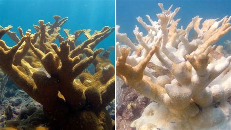 Extreme heat might have been the ‘nail in the coffin’ for these critical Florida coral